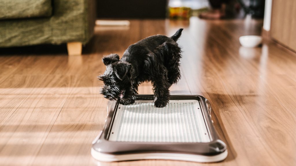 子犬のトイレのしつけ中