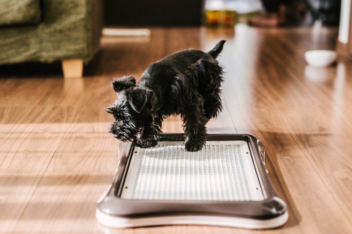 子犬のトイレのしつけ中